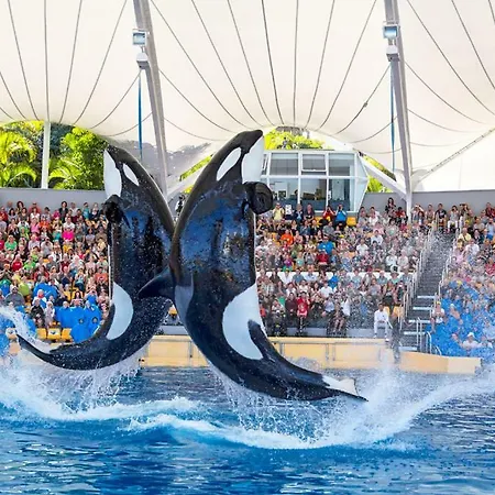 Terassas- Playa De Americas - Tenerife- Espagne 플라야데라스아메리카스